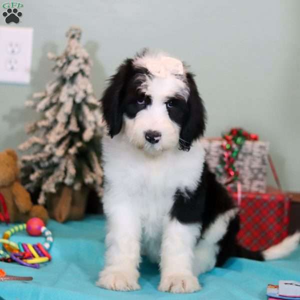 Willa, Sheepadoodle Puppy